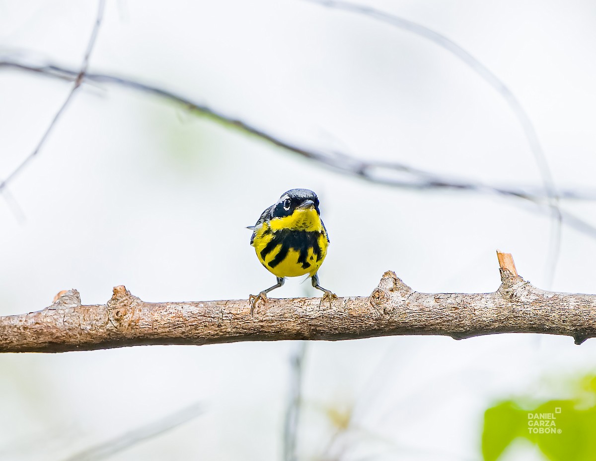 Magnolia Warbler - Daniel  Garza Tobón