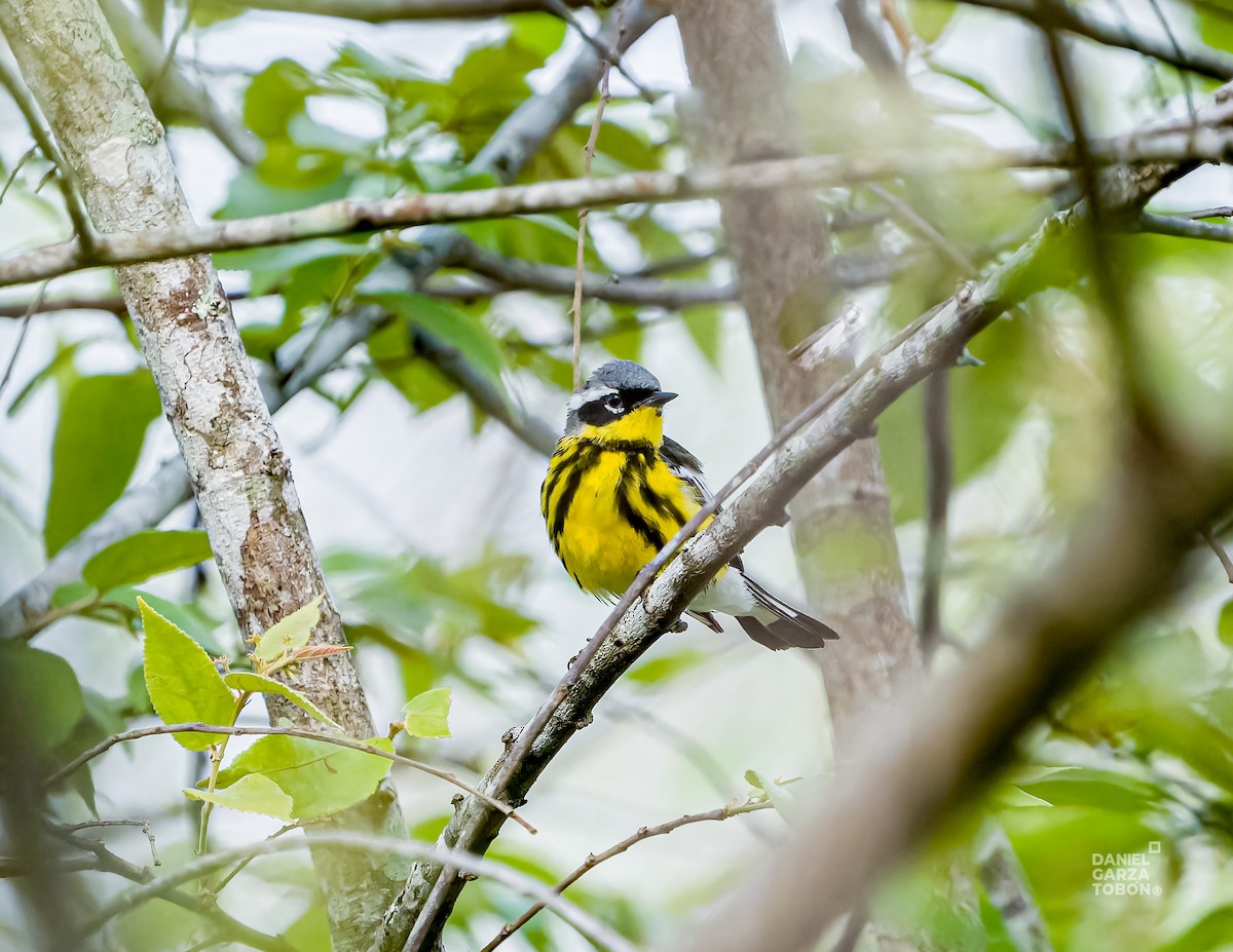 Magnolia Warbler - Daniel  Garza Tobón