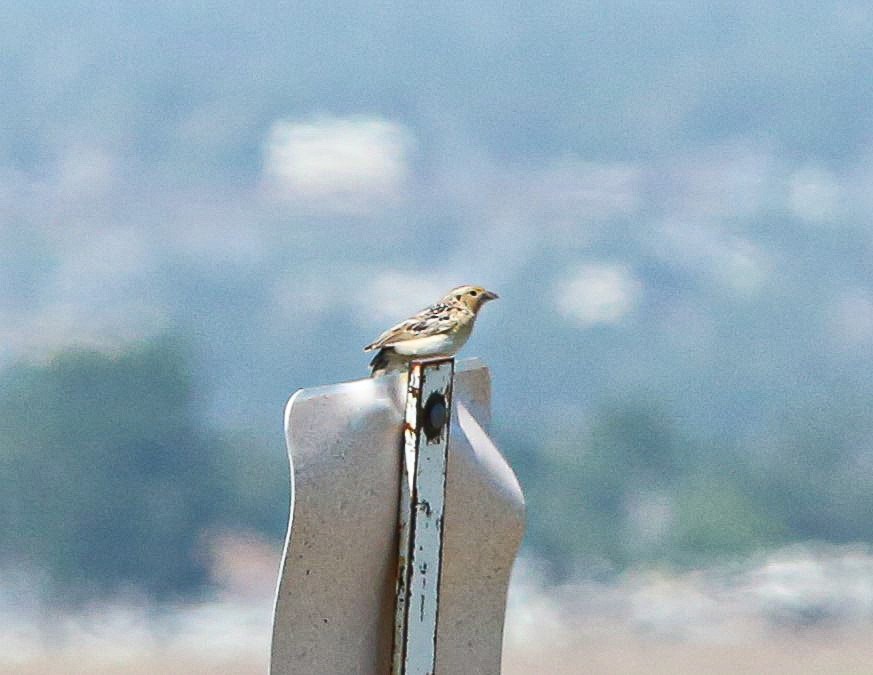 Grasshopper Sparrow - ML620657277