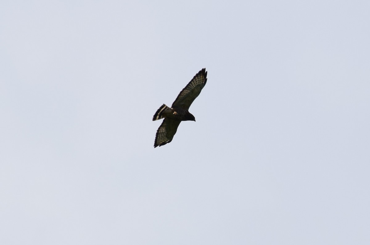 Broad-winged Hawk - ML620657281