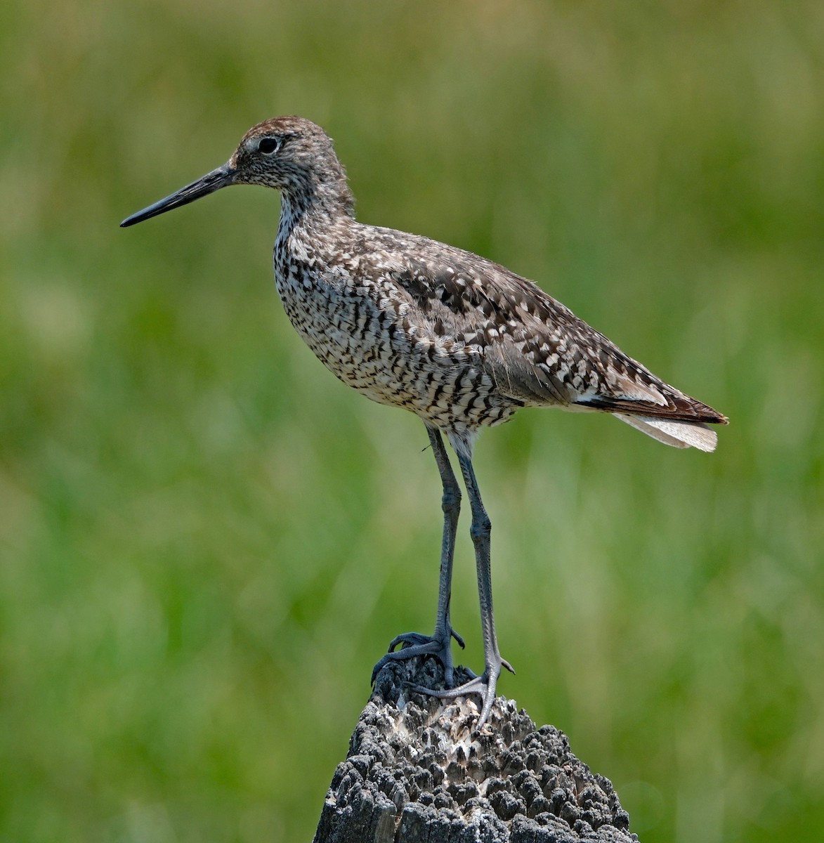 Willet - ML620657285