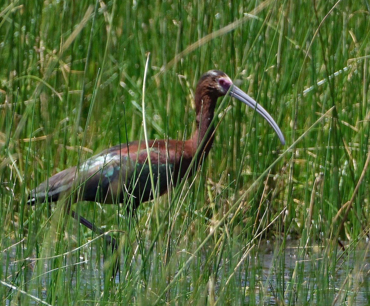 Ibis à face blanche - ML620657293