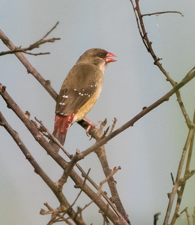 Red Avadavat - ML620657296