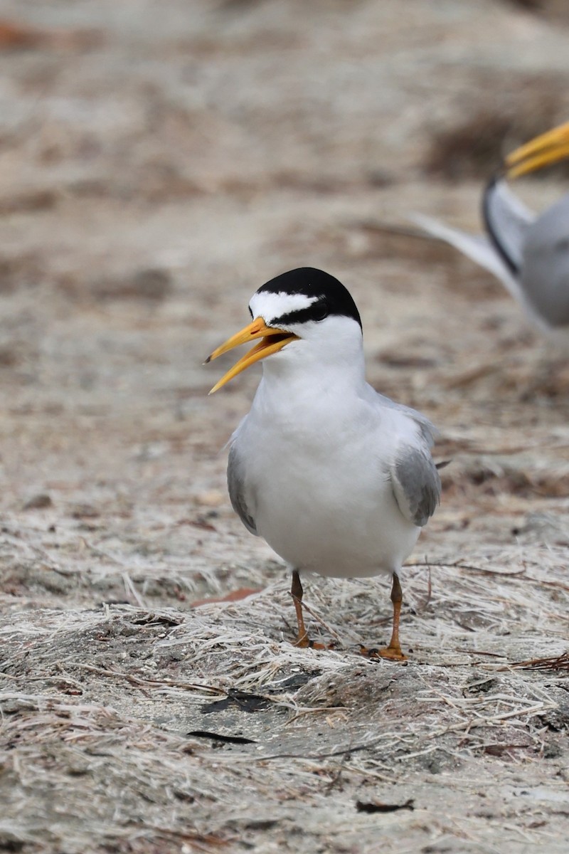 Least Tern - ML620657314