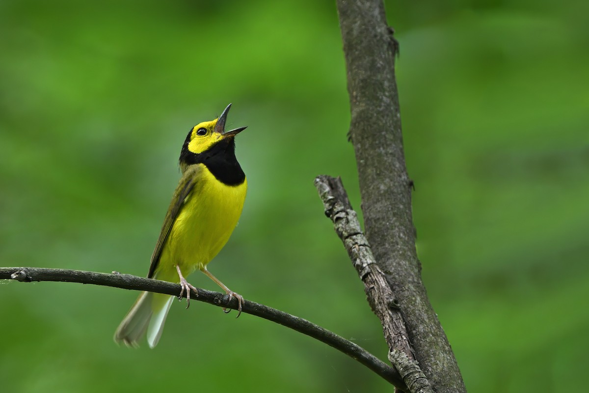 Hooded Warbler - ML620657316