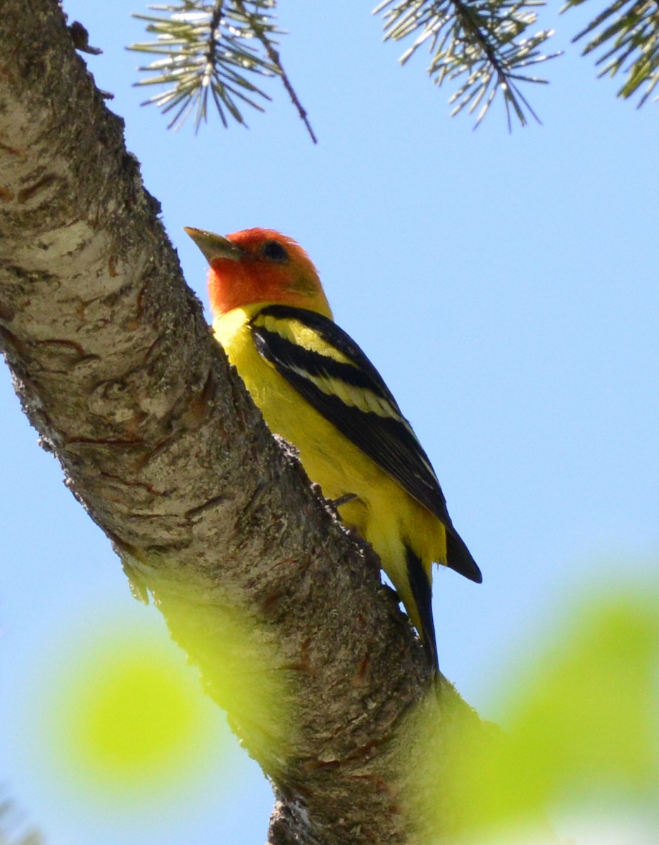 Western Tanager - ML620657328