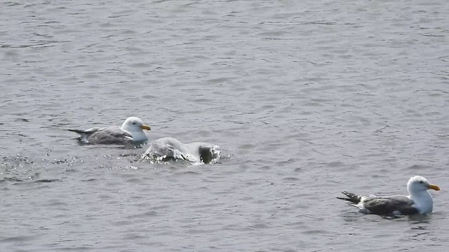 Western x Glaucous-winged Gull (hybrid) - ML620657332