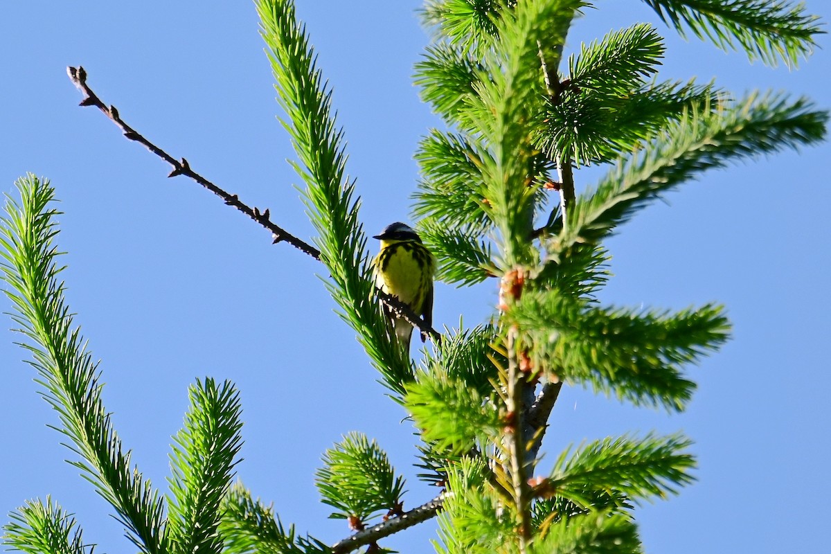 Magnolia Warbler - ML620657334