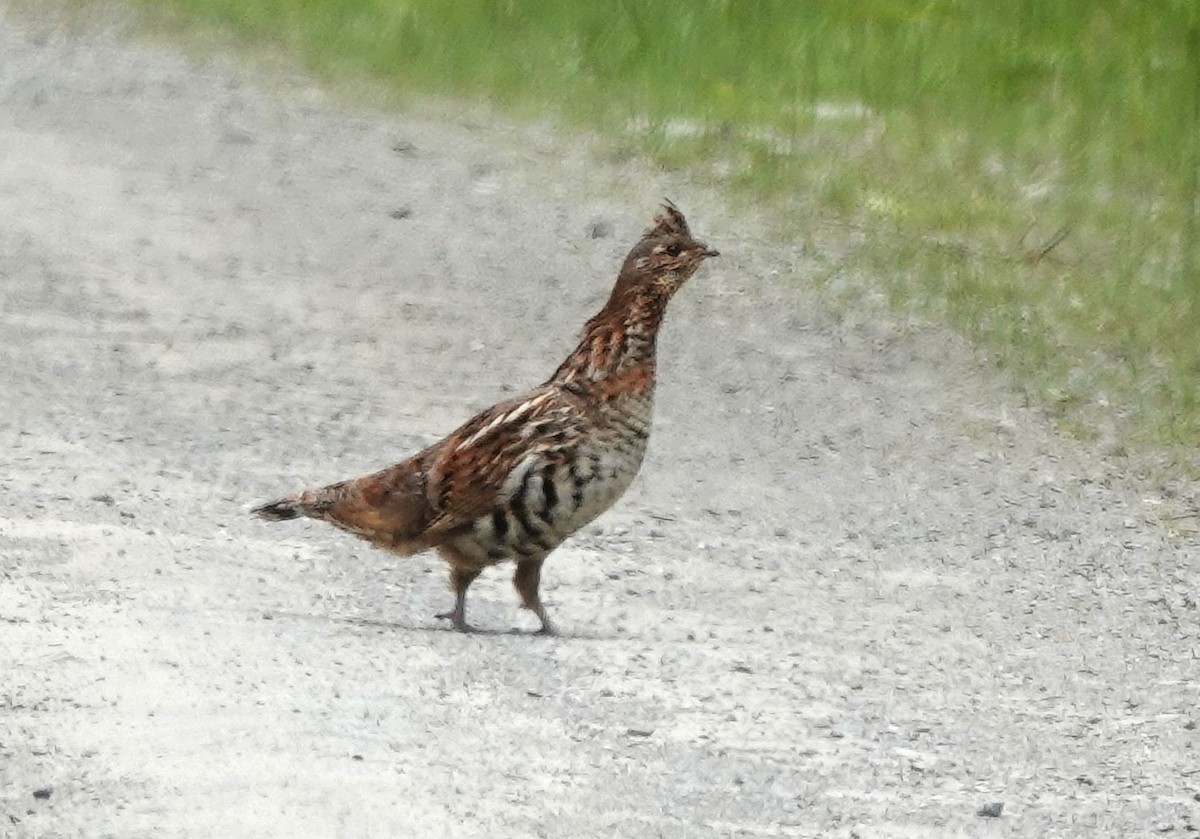 Ruffed Grouse - ML620657337