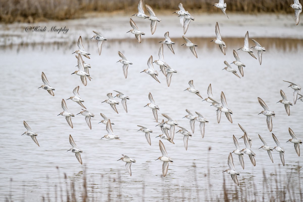 Dunlin - ML620657342