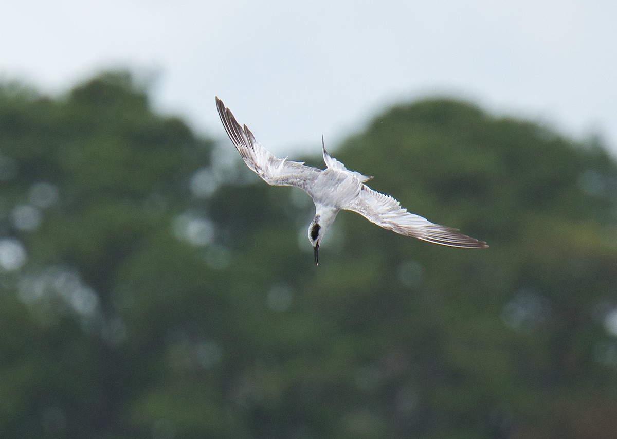 Sandwich Tern - ML620657349