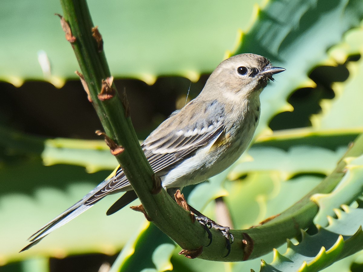 lesňáček žlutoskvrnný (ssp. coronata) - ML620657359