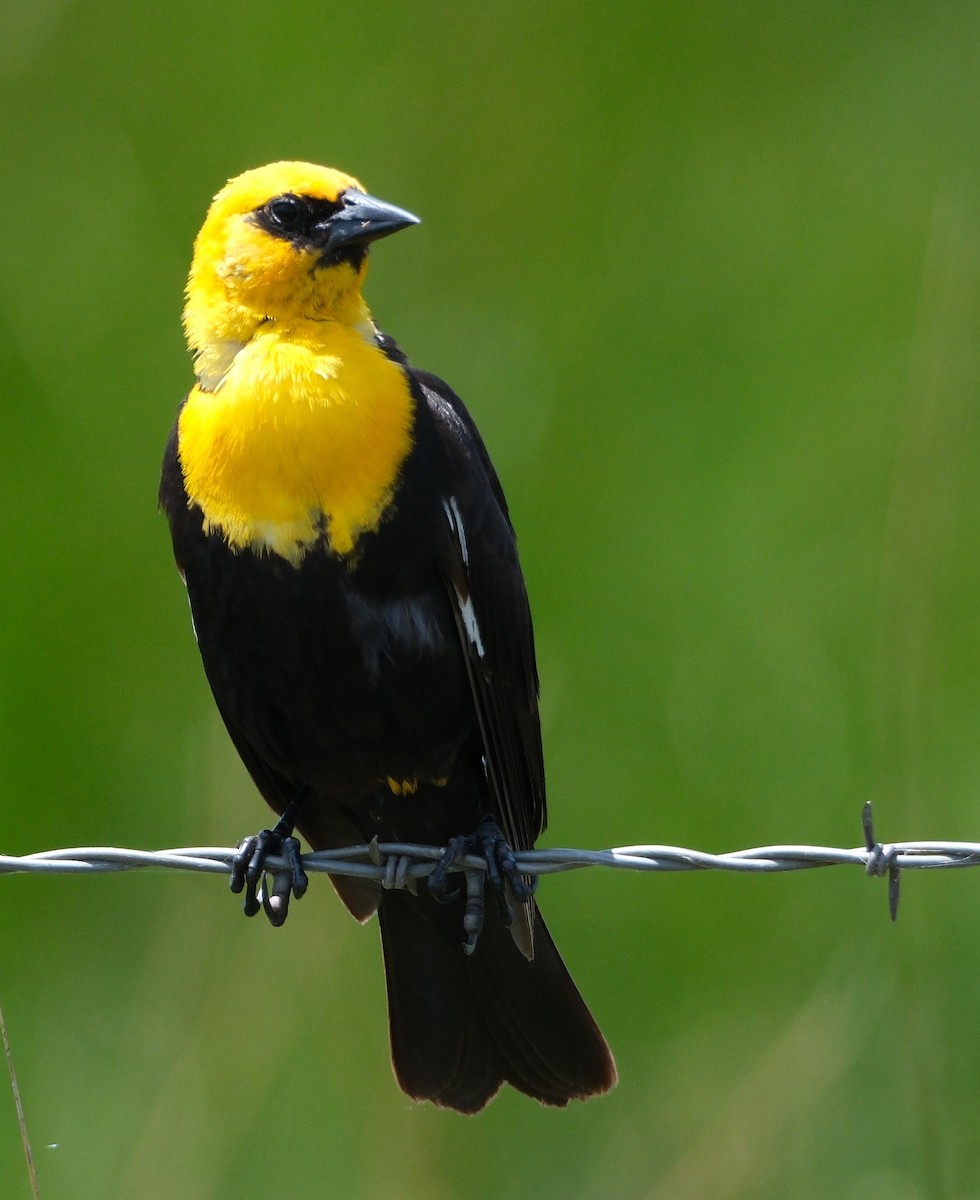 Yellow-headed Blackbird - ML620657360
