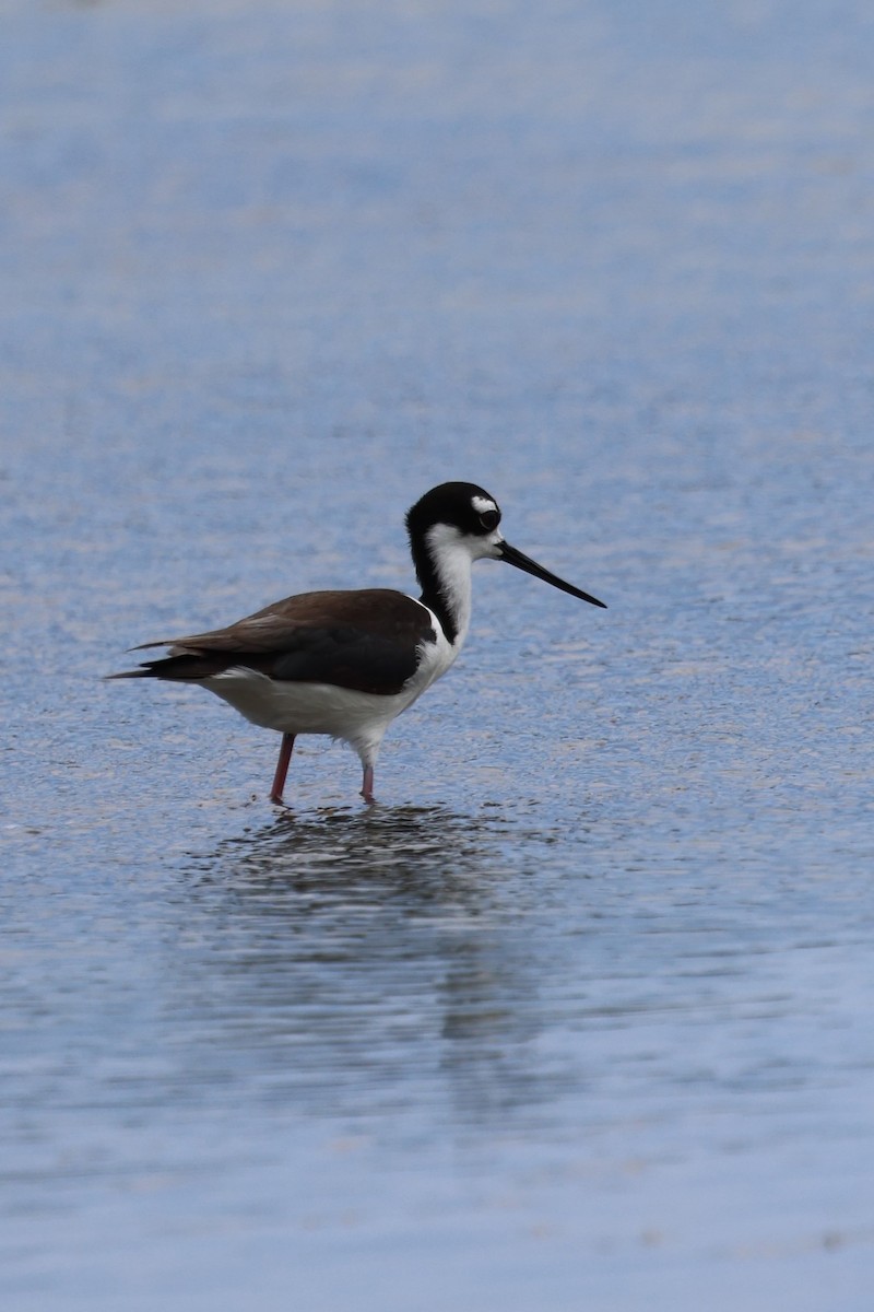 Black-necked Stilt - ML620657368