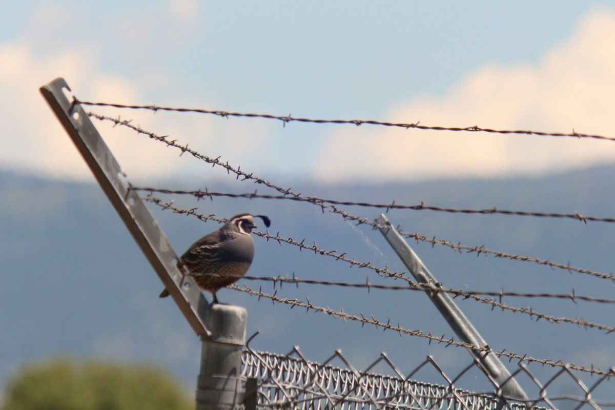 California Quail - ML620657373