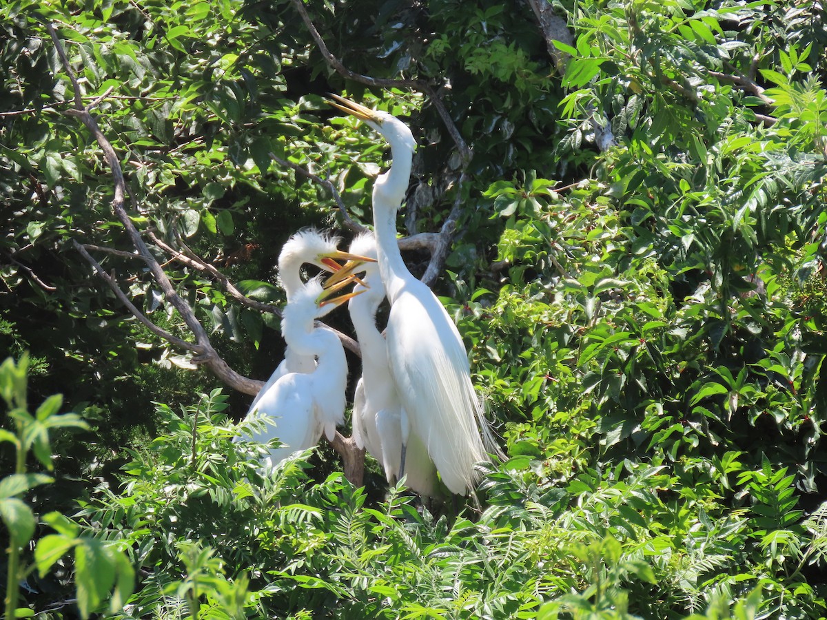 Great Egret - ML620657377