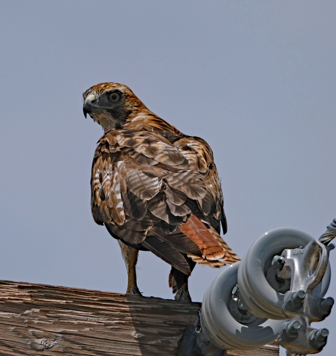 Red-tailed Hawk - ML620657390