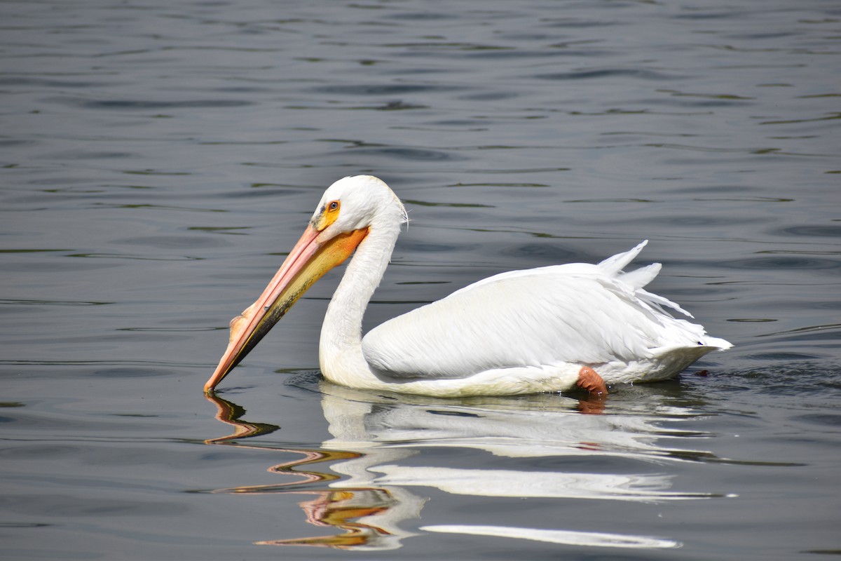 American White Pelican - ML620657399