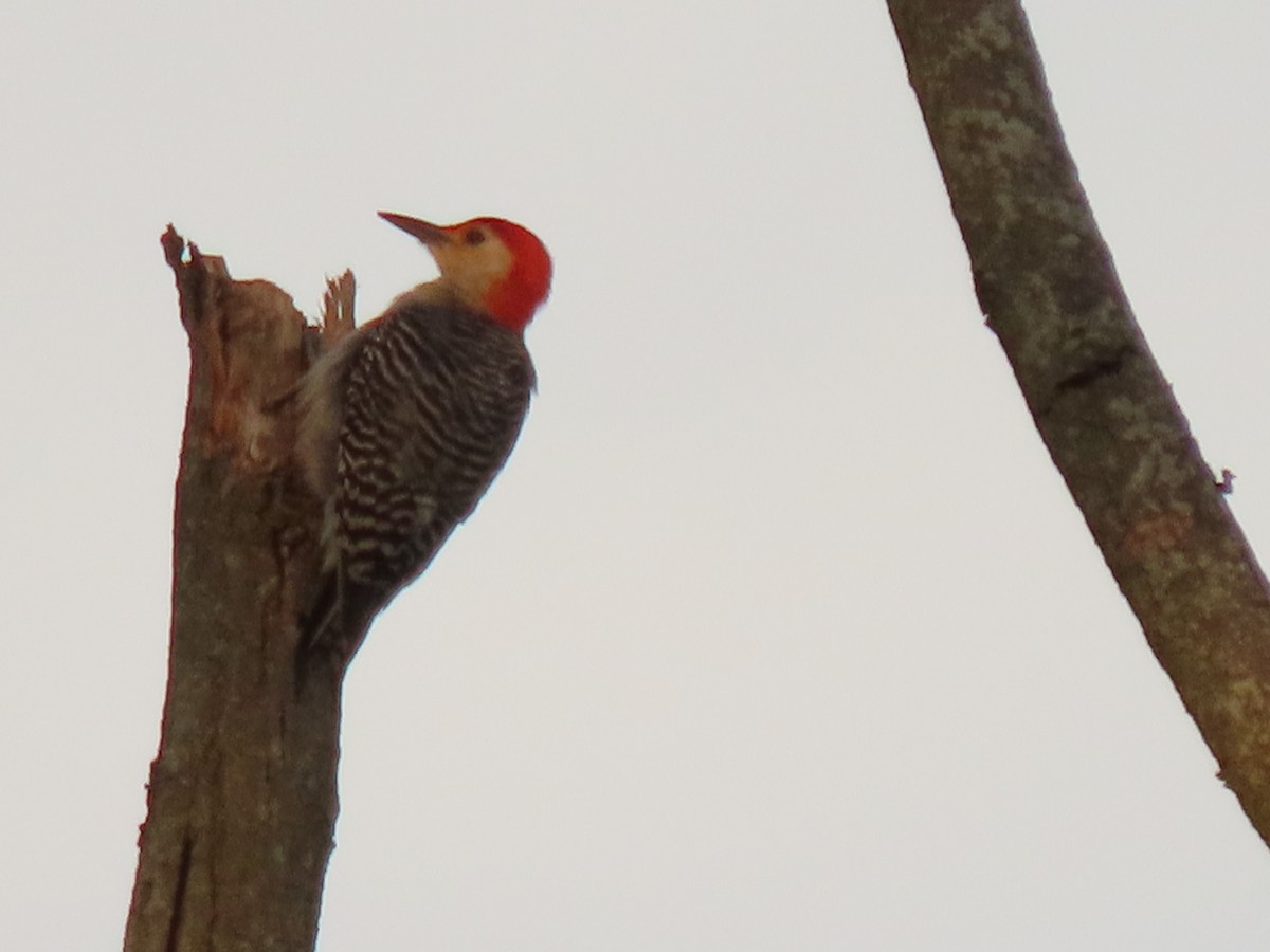 Red-bellied Woodpecker - ML620657415