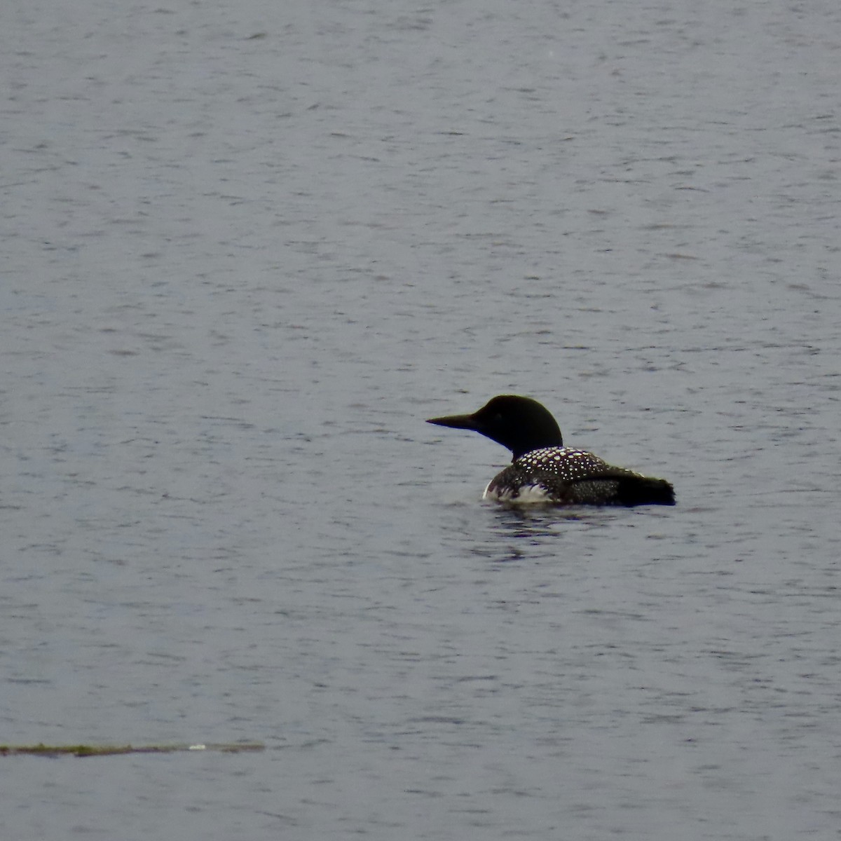 Common Loon - ML620657418