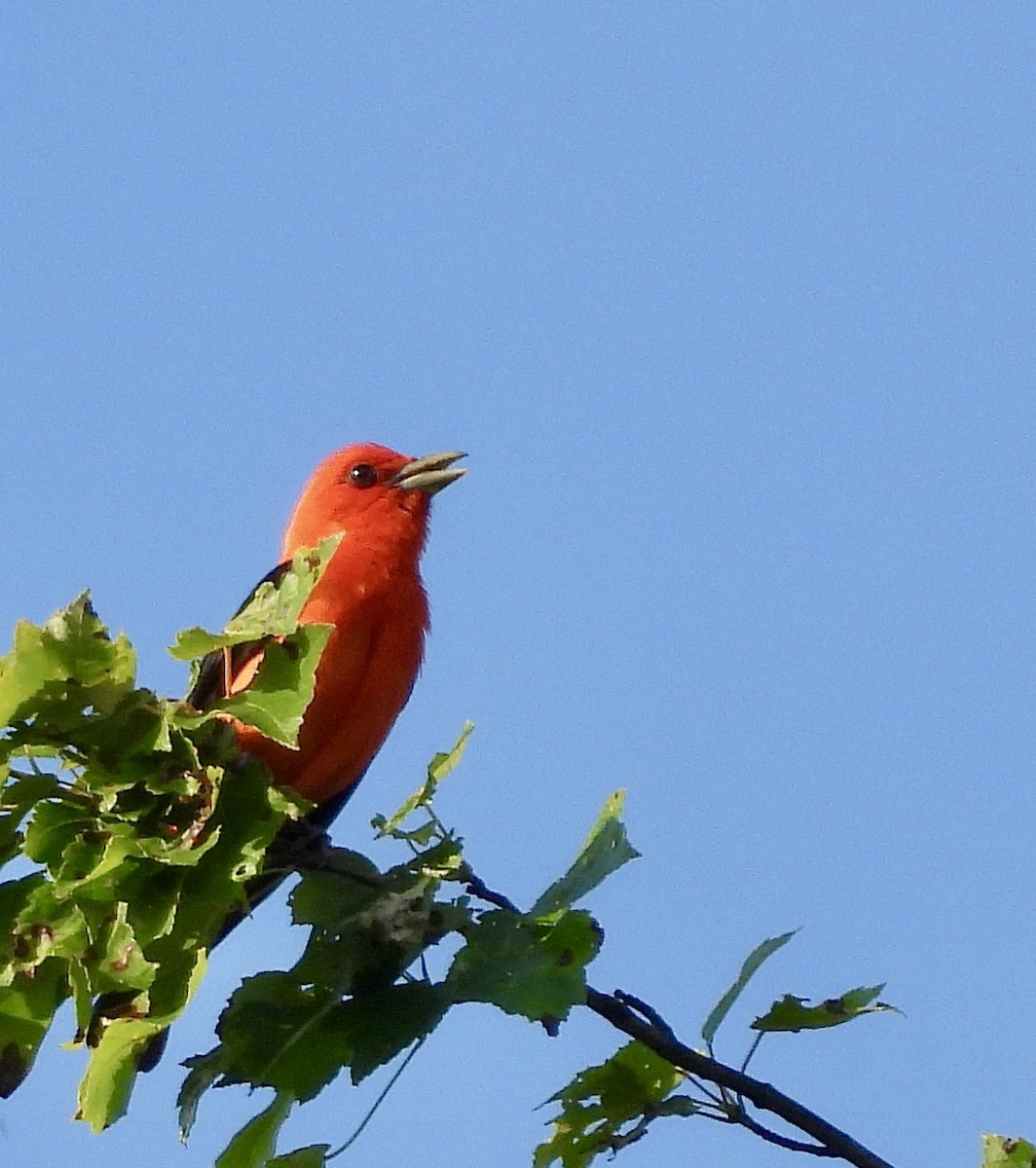 アカフウキンチョウ - ML620657422