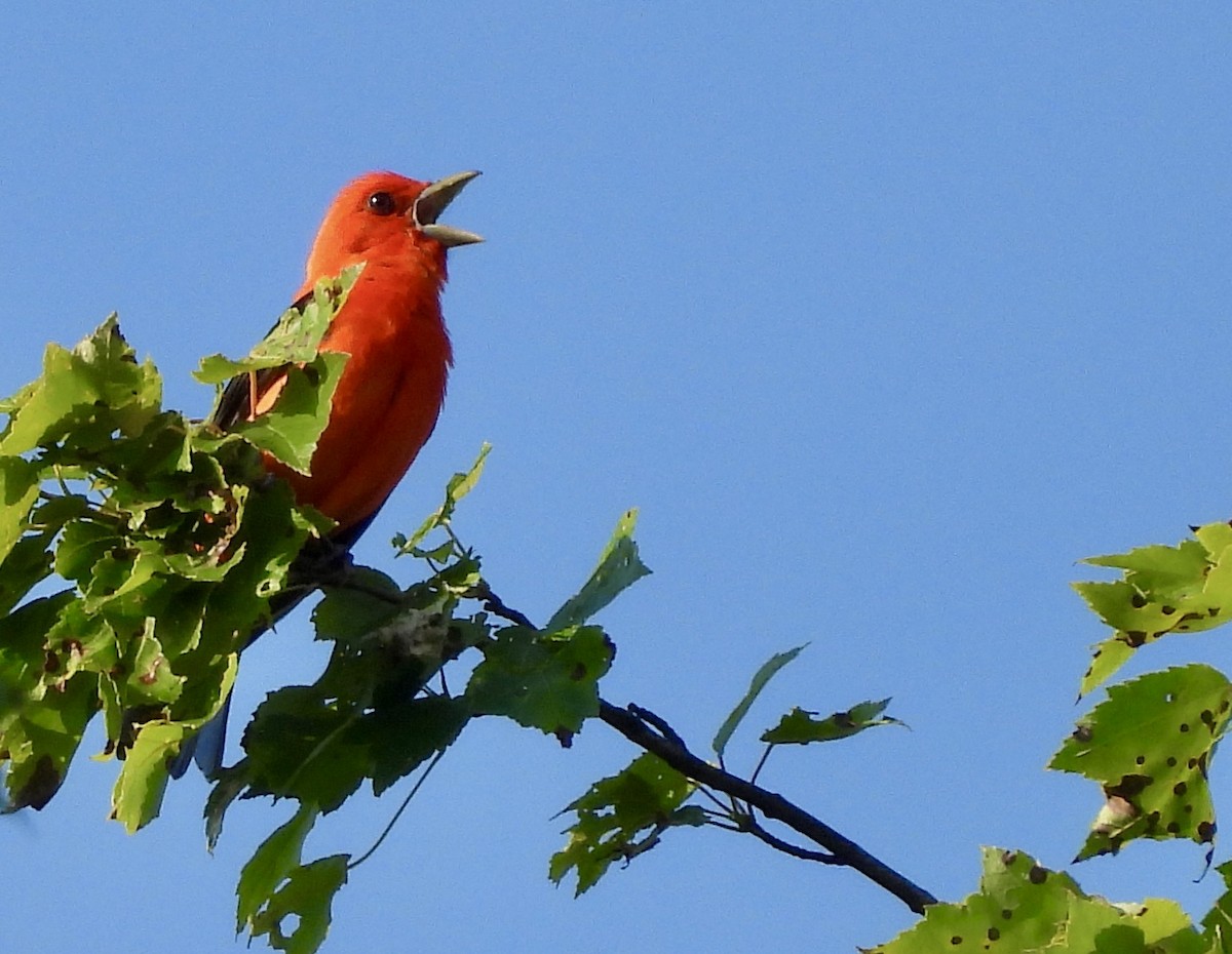 Scarlet Tanager - ML620657423