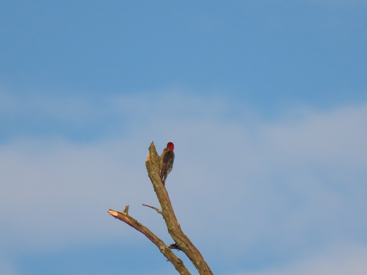 Red-bellied Woodpecker - ML620657424