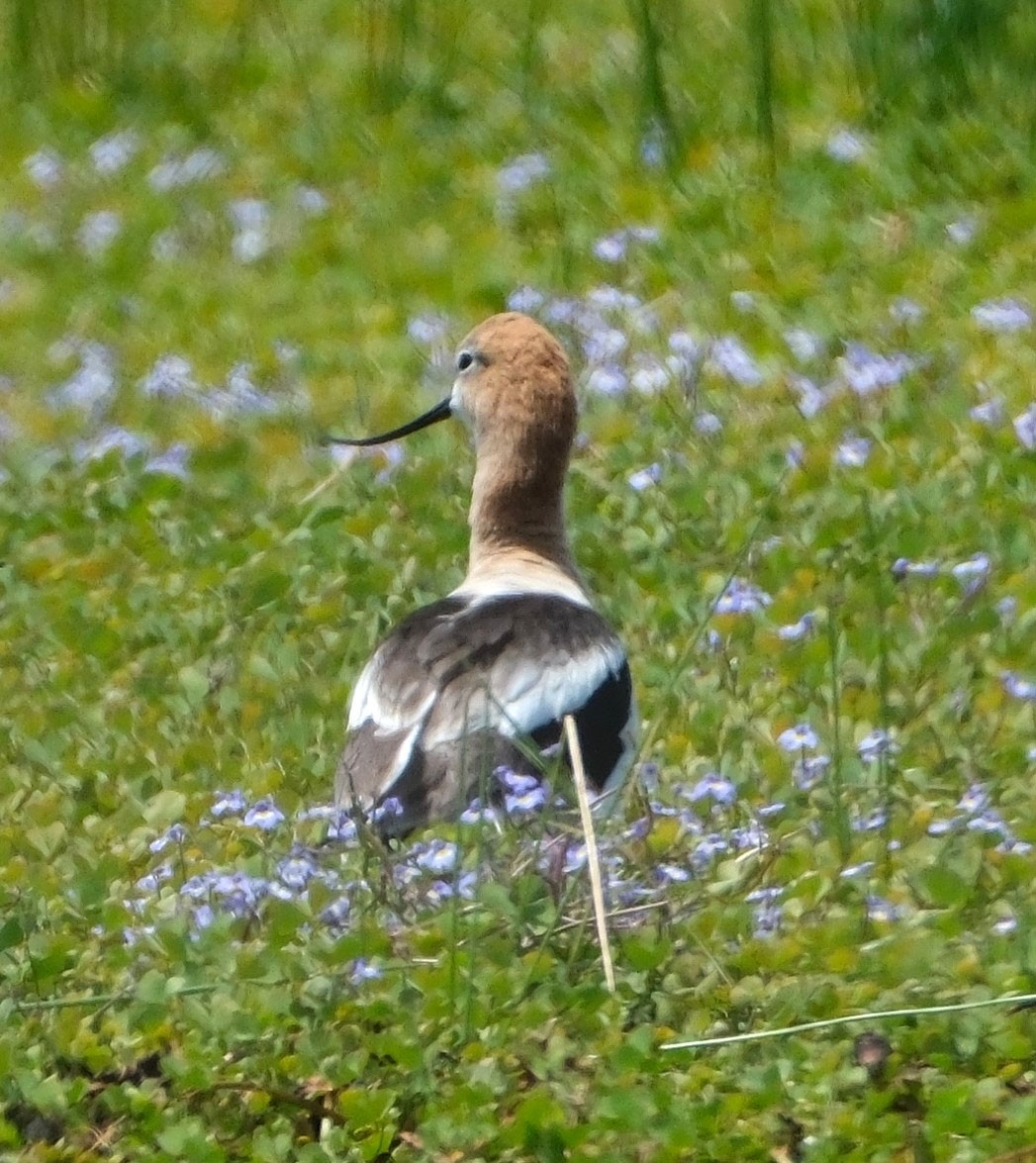 Avoceta Americana - ML620657429