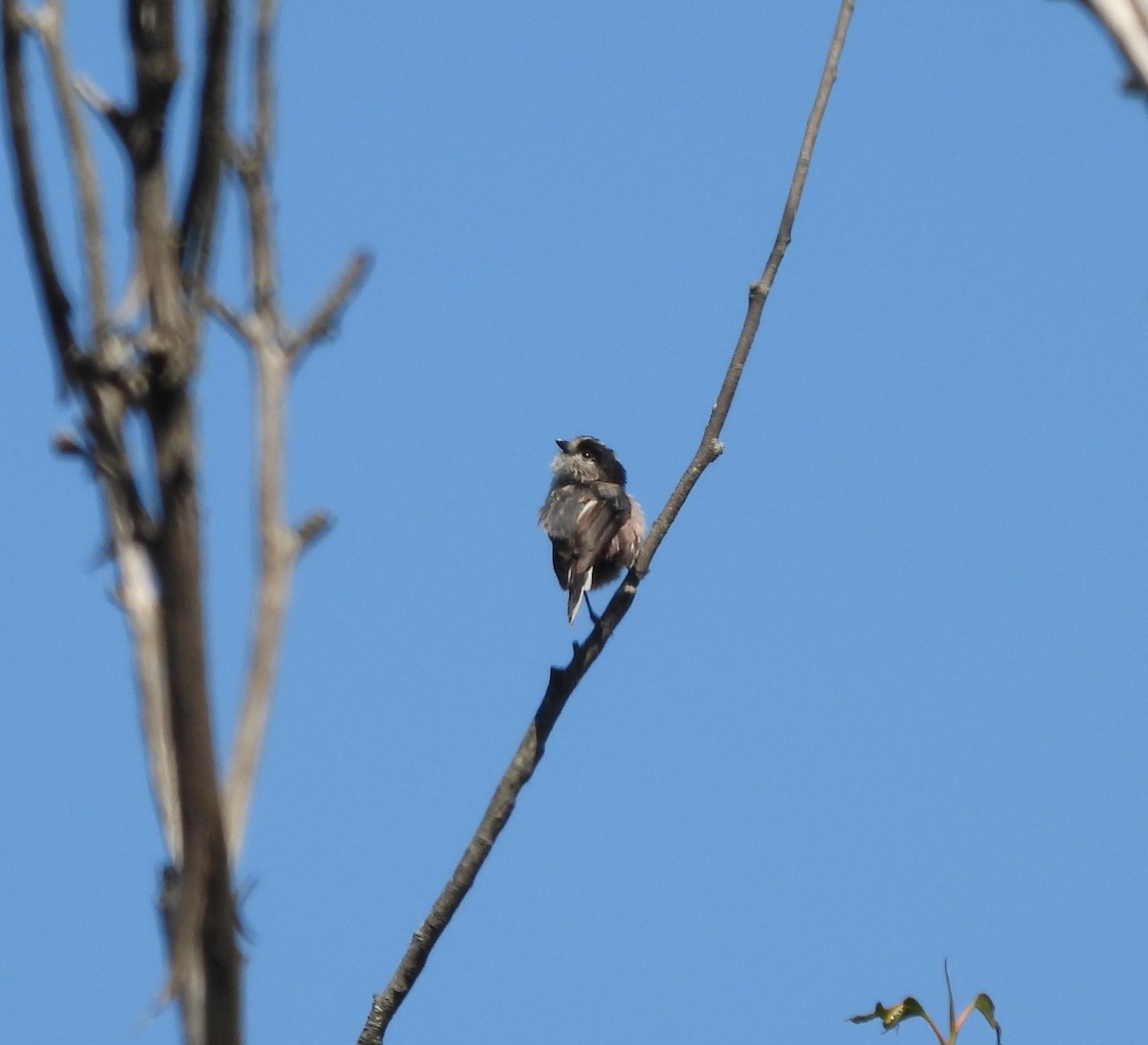 Long-tailed Tit - ML620657431