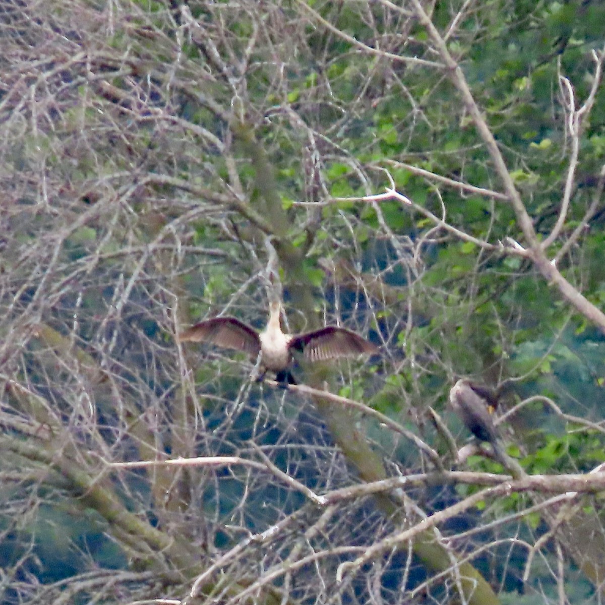 Double-crested Cormorant - ML620657435