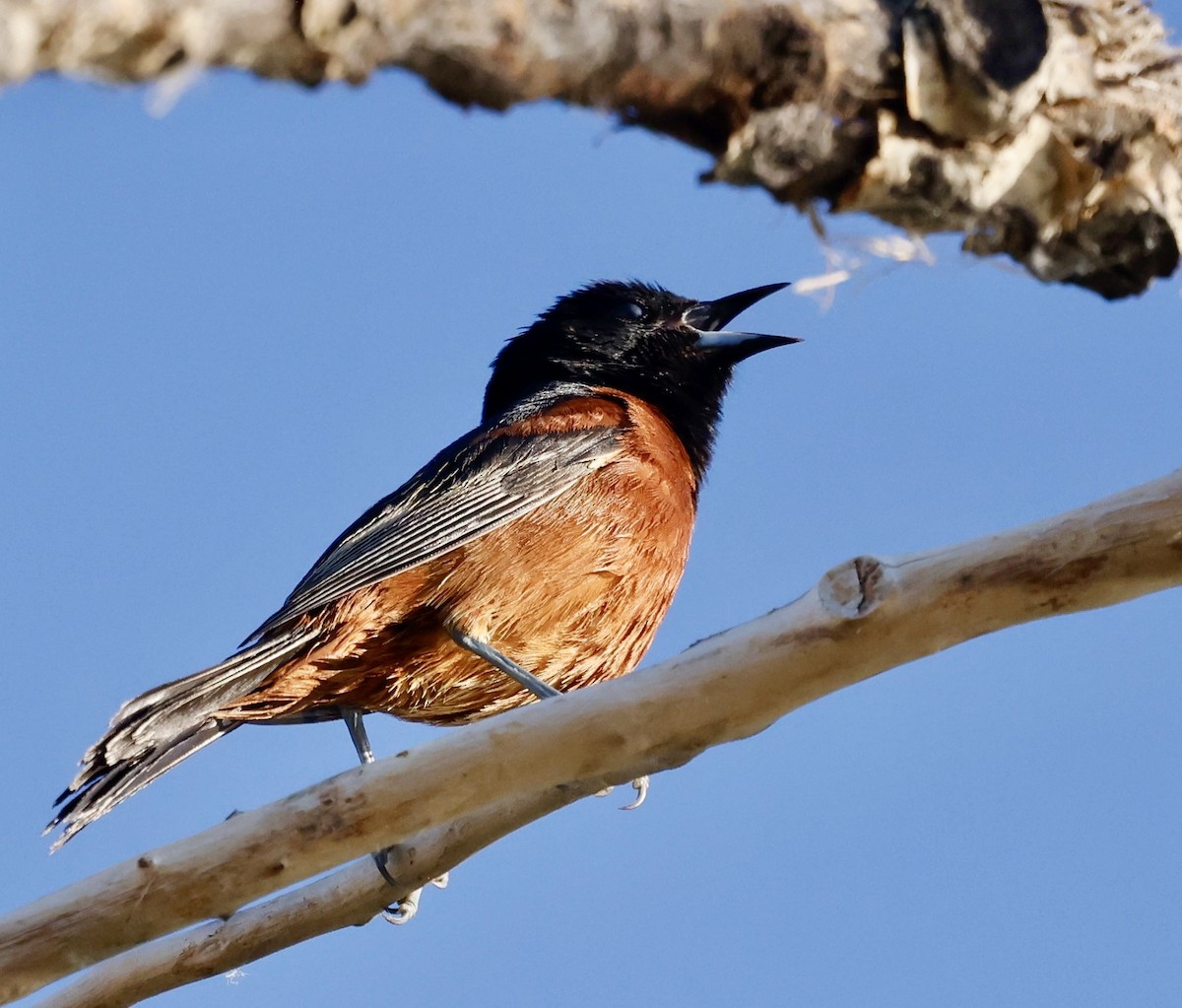 Orchard Oriole - ML620657443