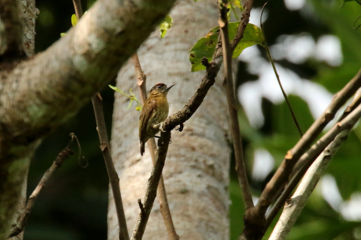 Olivaceous Piculet - ML620657446