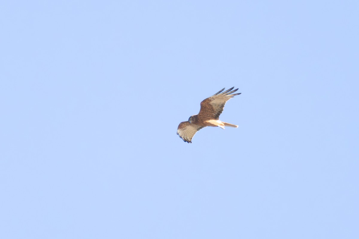 Aguilucho Lagunero del Pacífico - ML620657454