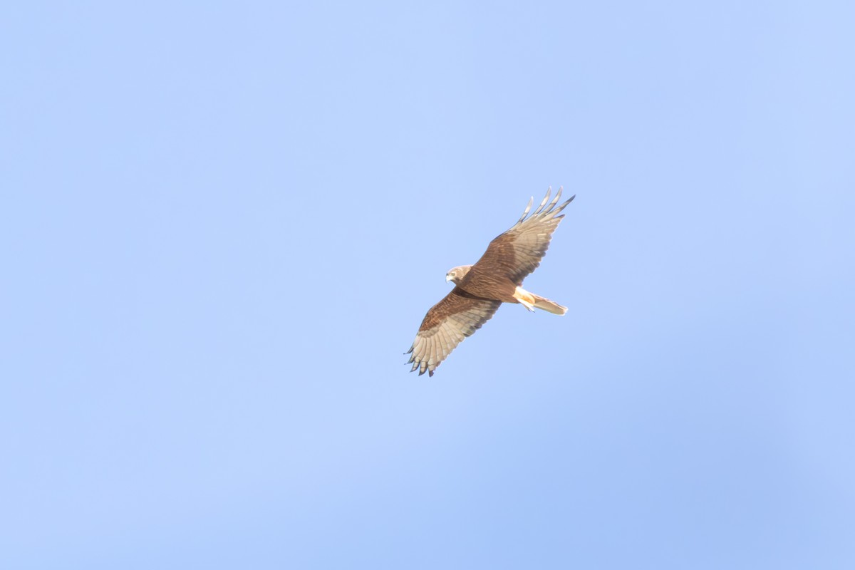 Swamp Harrier - ML620657455