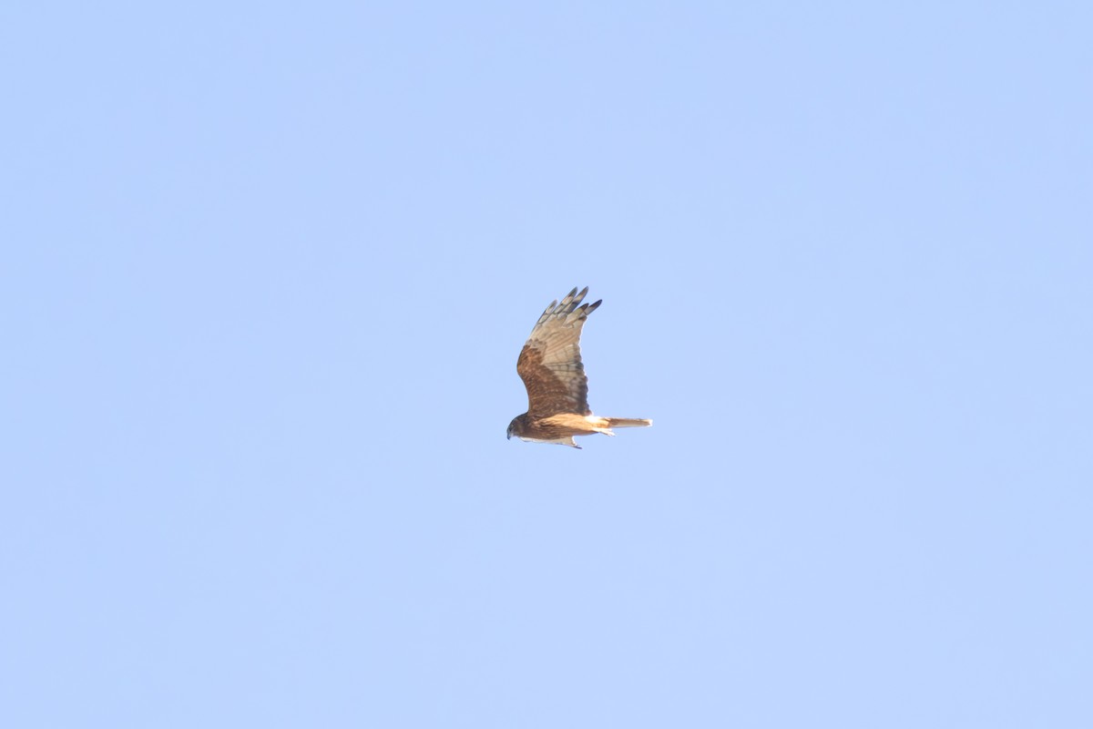 Swamp Harrier - ML620657456