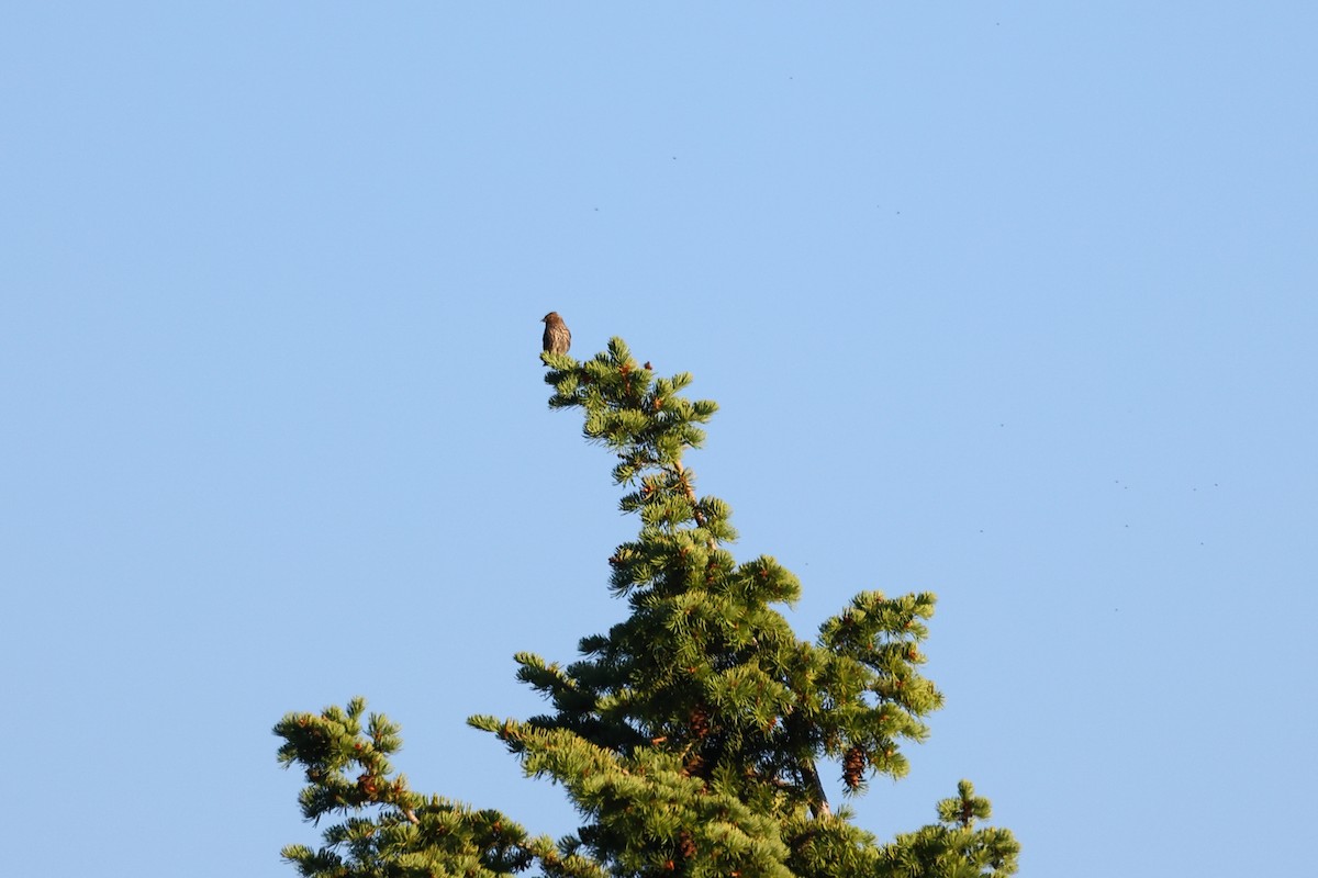 Pine Siskin - ML620657472