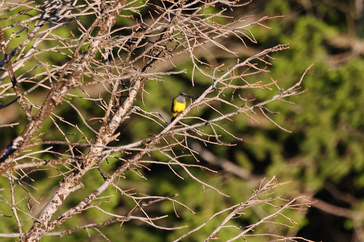 MacGillivray's Warbler - ML620657473