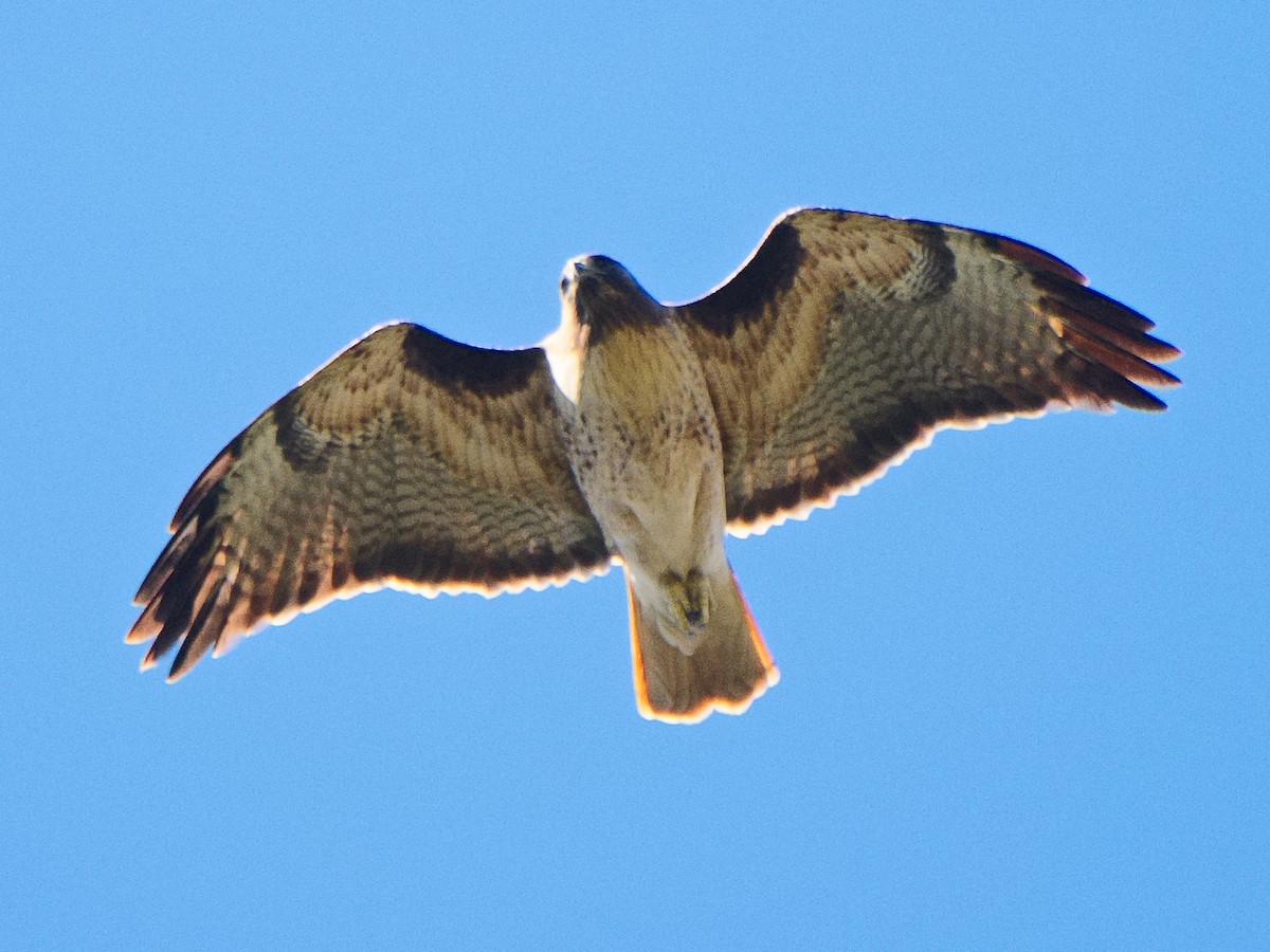 Red-tailed Hawk (calurus/alascensis) - ML620657474