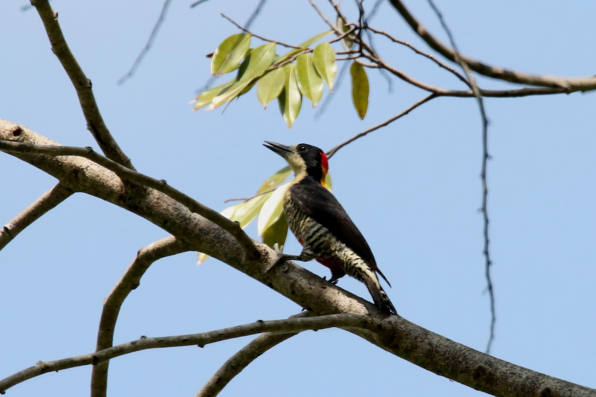 Beautiful Woodpecker - ML620657476