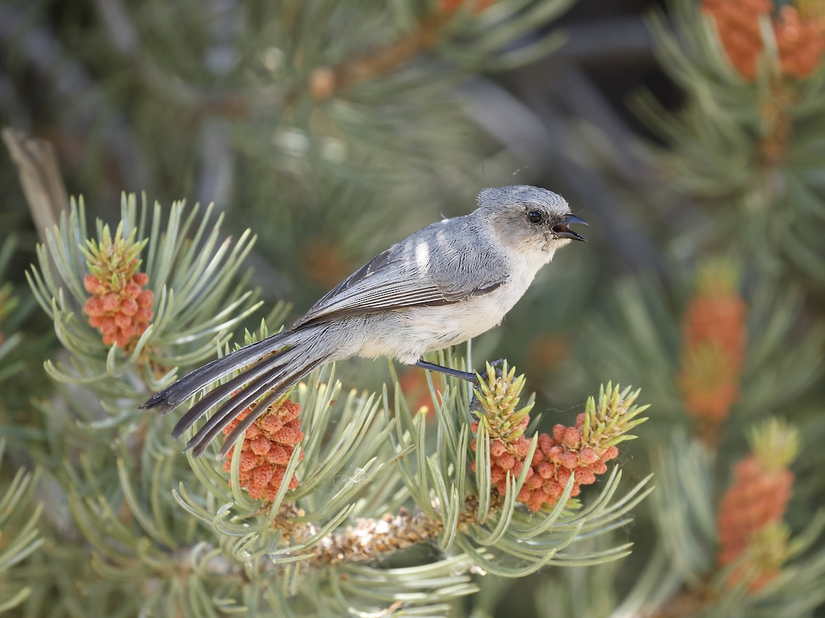 Bushtit (Interior) - ML620657485