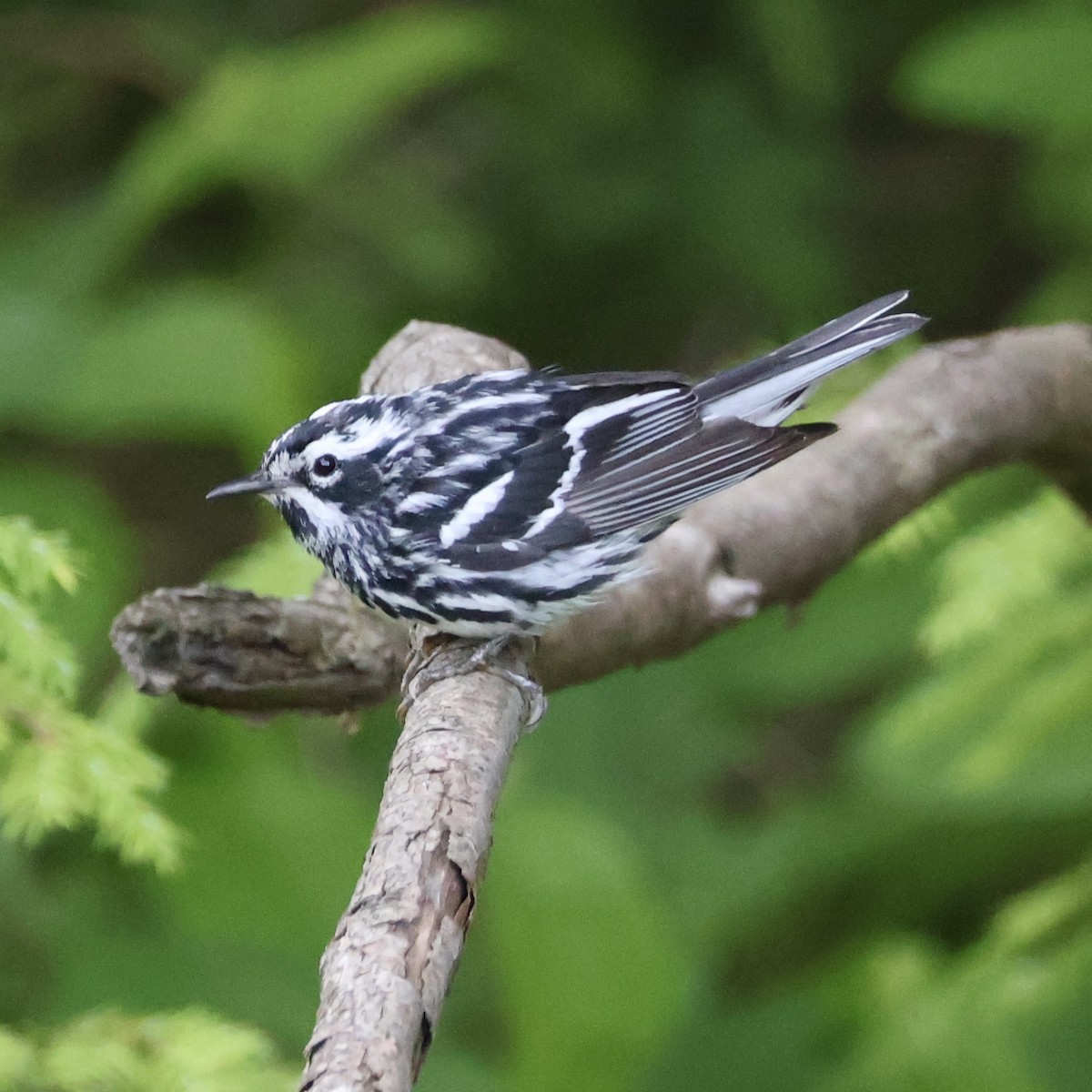 Black-and-white Warbler - ML620657491