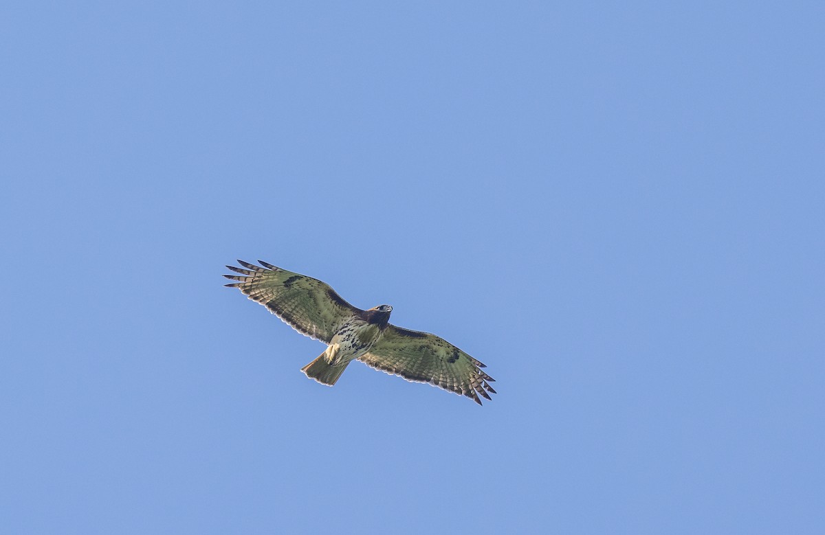 Red-tailed Hawk - ML620657495