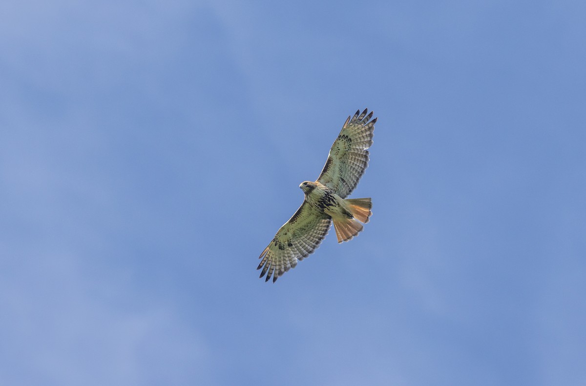 Red-tailed Hawk - ML620657497