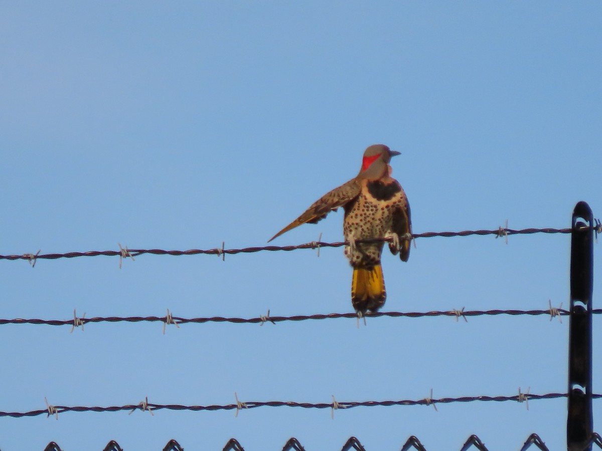 Northern Flicker - Jo Spilde