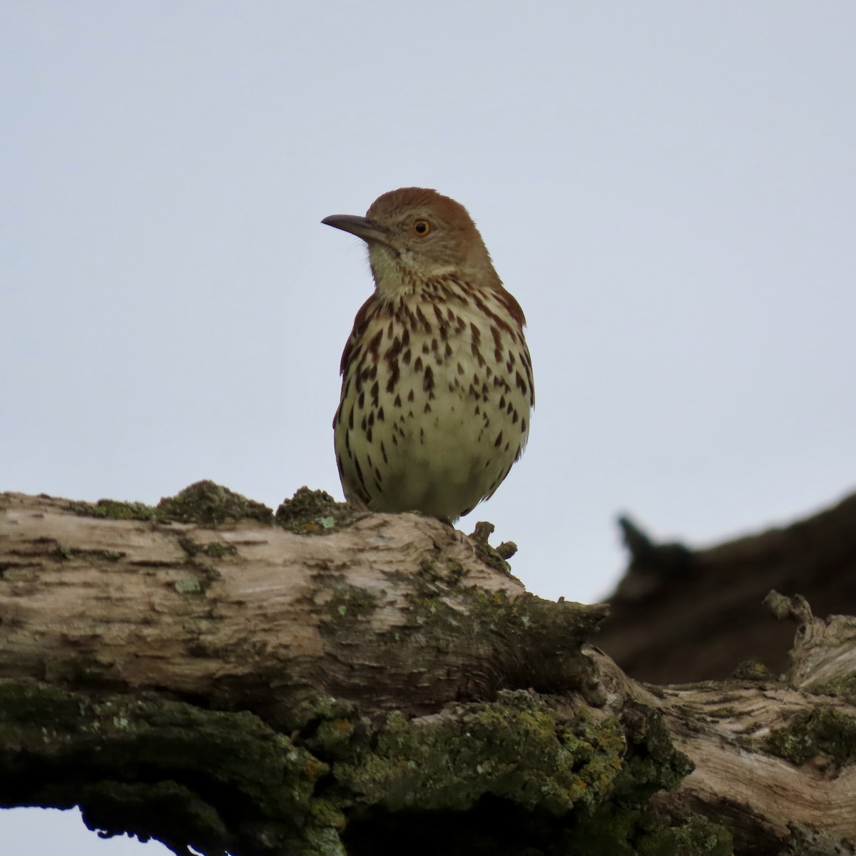 Brown Thrasher - ML620657507