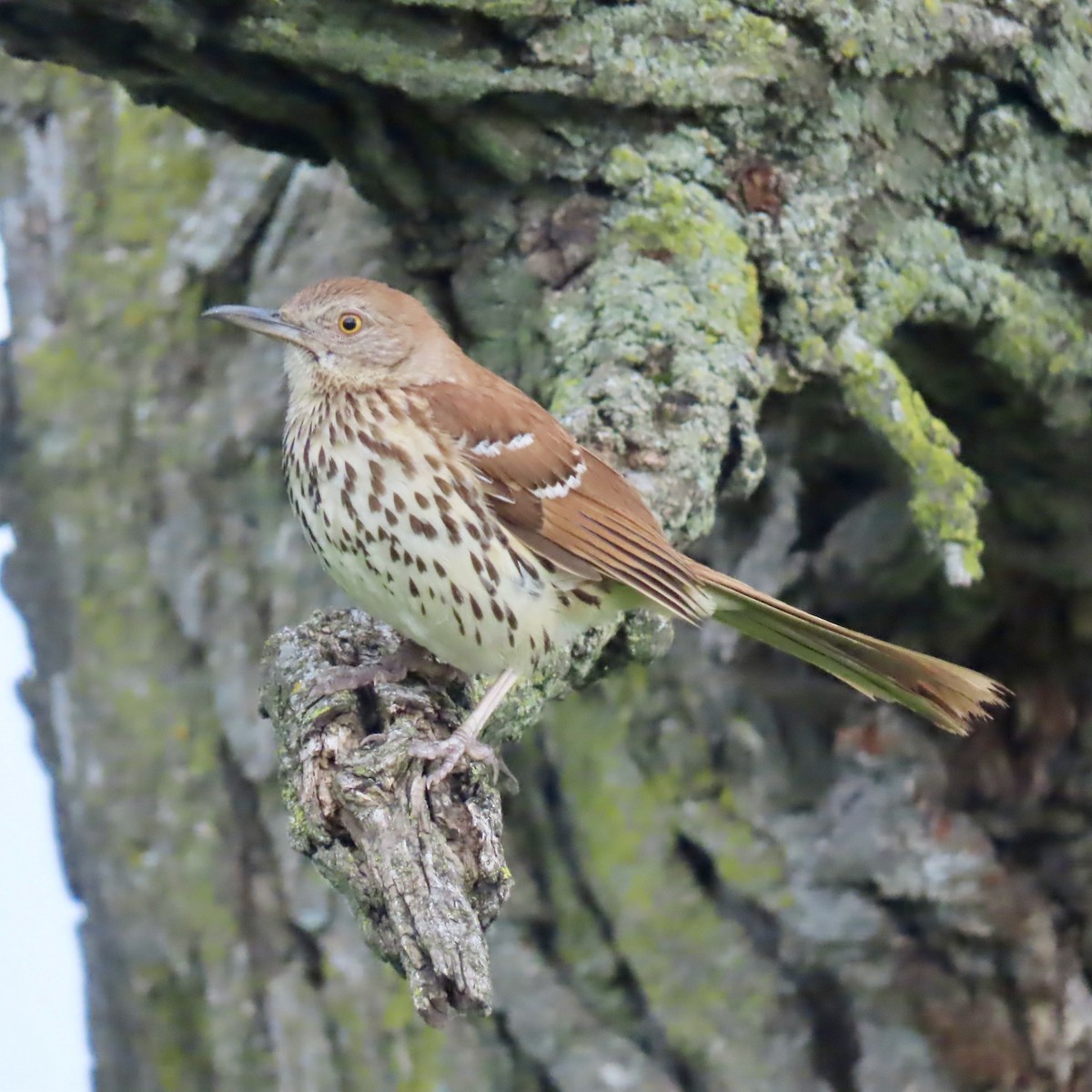 Brown Thrasher - ML620657509