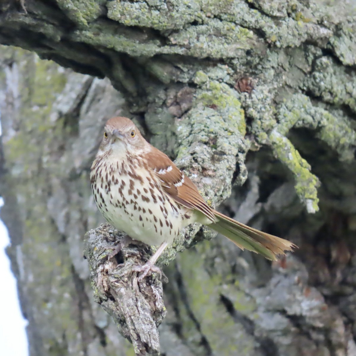 Brown Thrasher - ML620657514