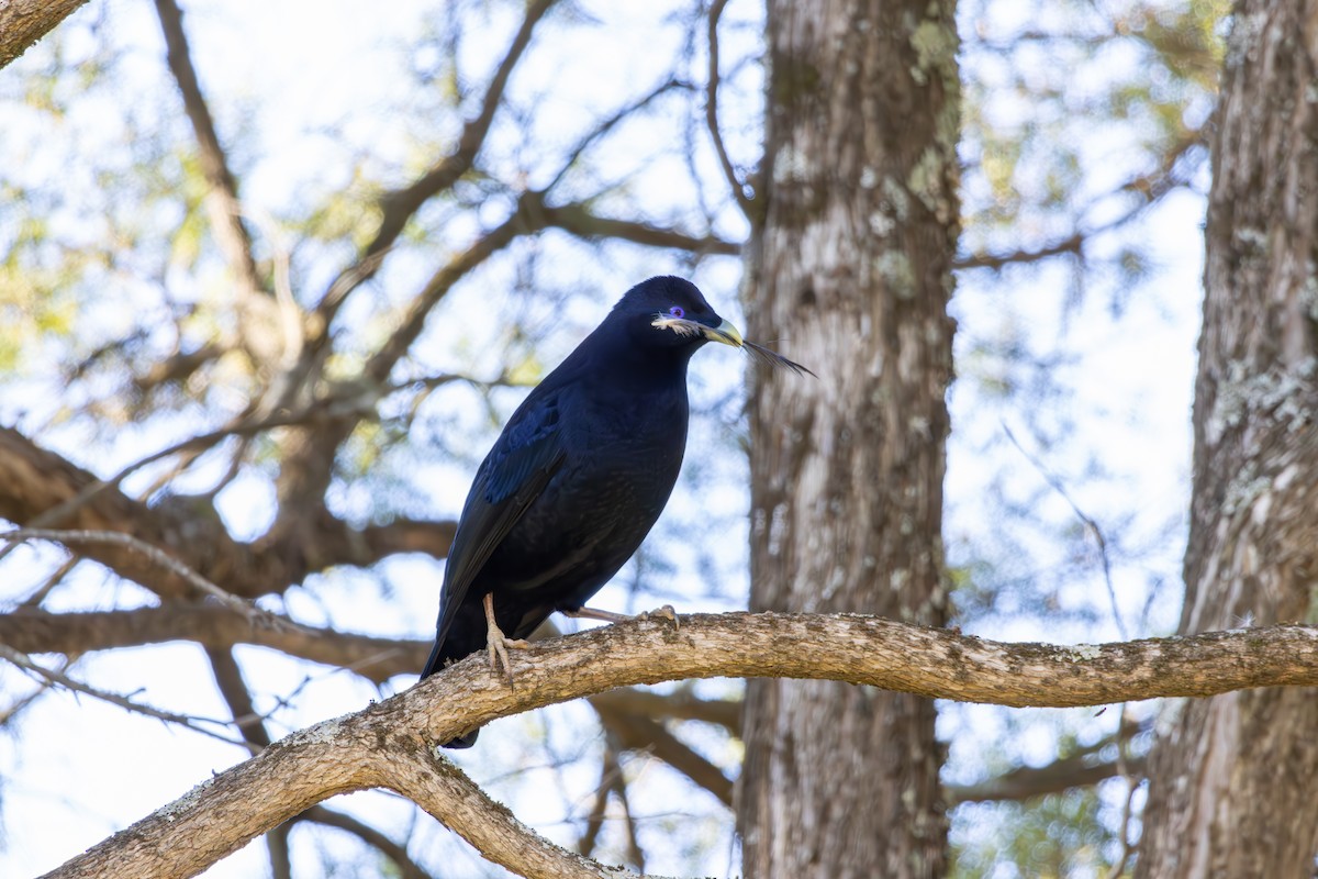 Satin Bowerbird - ML620657516