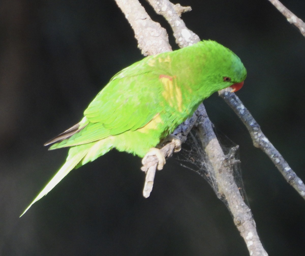 Scaly-breasted Lorikeet - Maylene McLeod