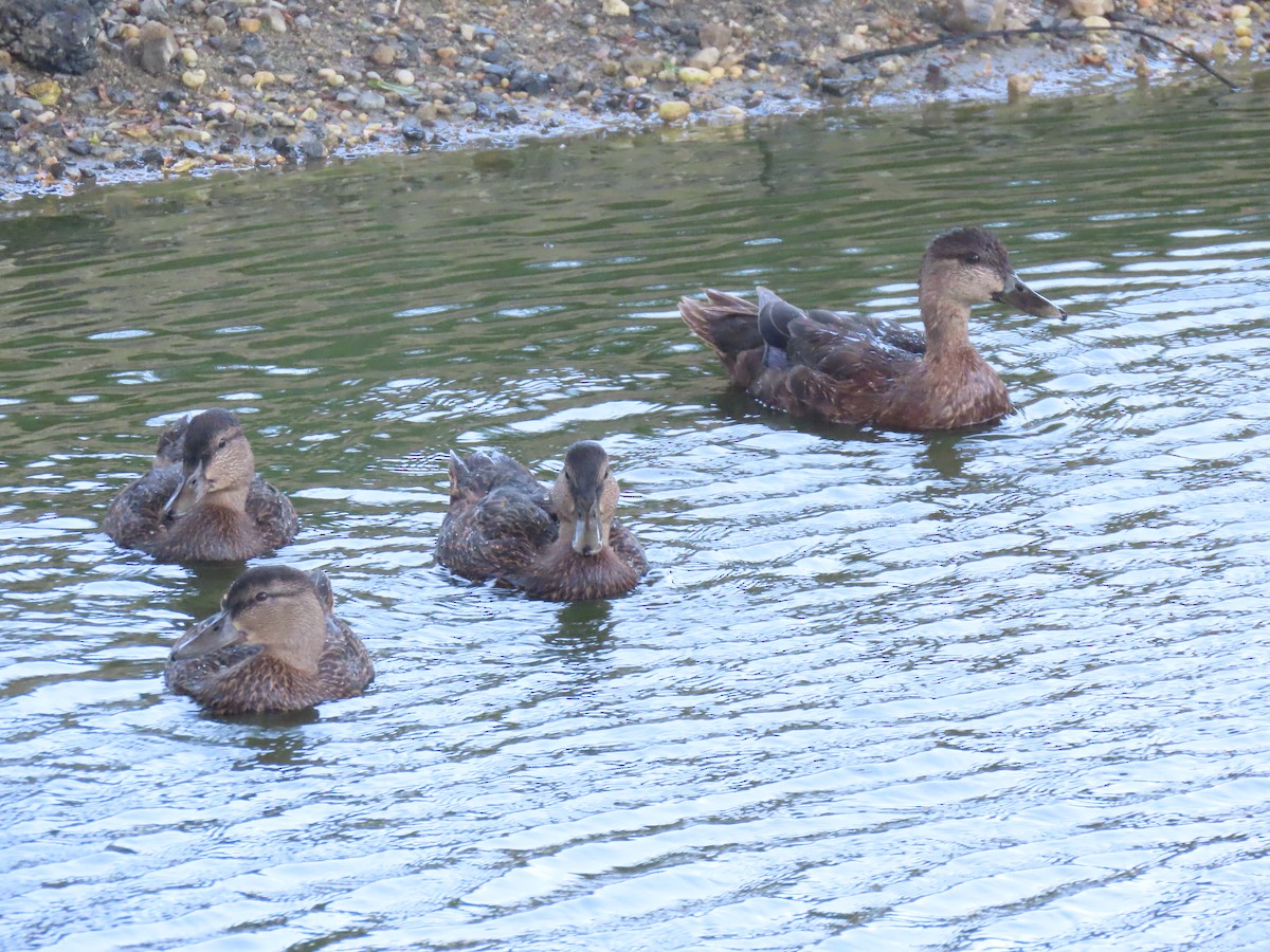 American Black Duck - ML620657520